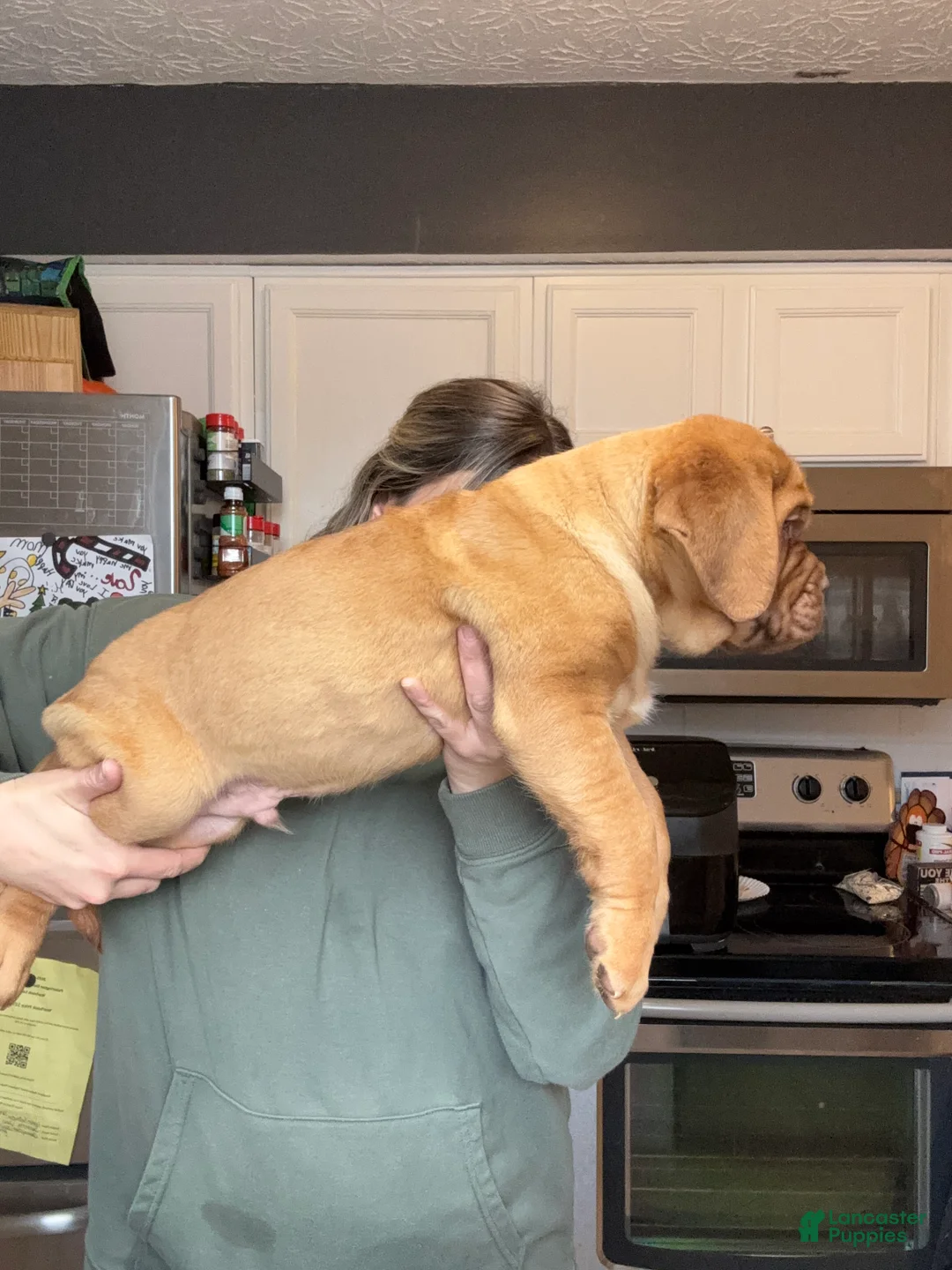 Dogue De Bordeaux dogs for sale: Dogue De Bordeaux Puppy 5 - Ad 32