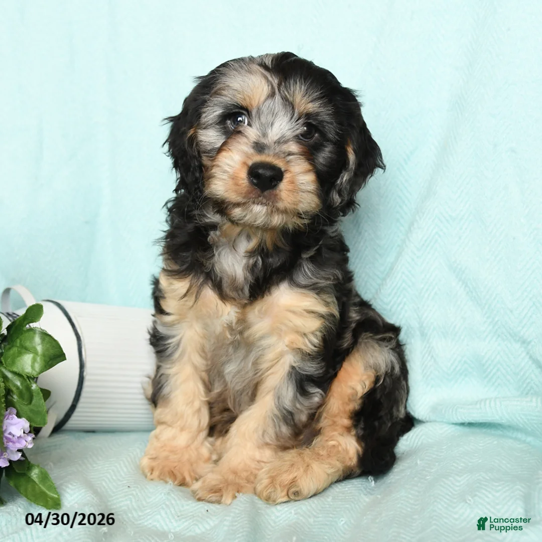 Cavapoo dogs for sale: Eliot - Ad 2