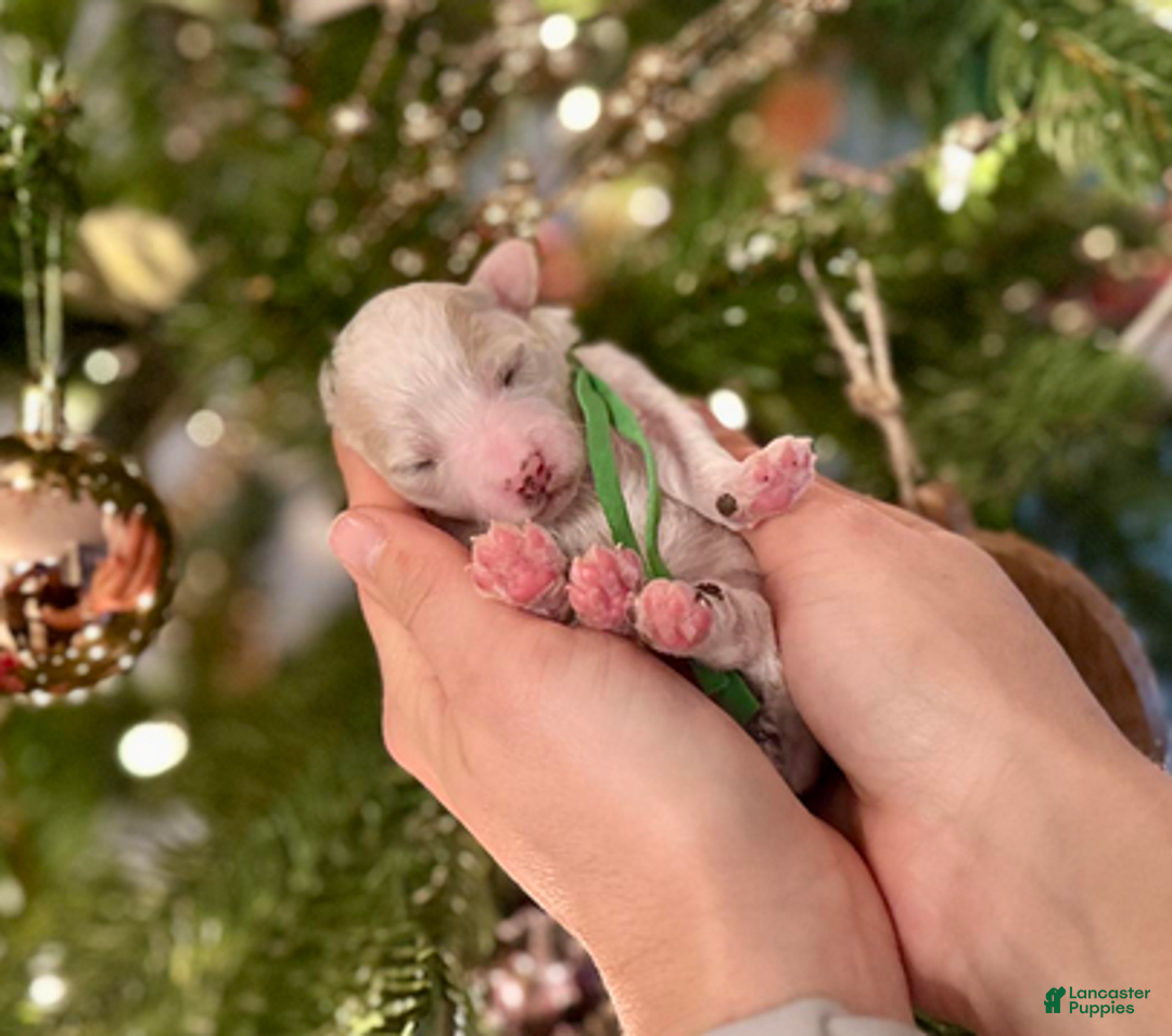 Miniature Poodle dogs for sale: Ringo Starr - Ad 5