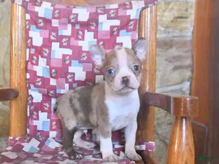 Boston Terrier dogs for sale: Chaplin - Ad 2