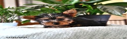 Yorkshire Terrier dogs for sale: Pepper - Ad 4