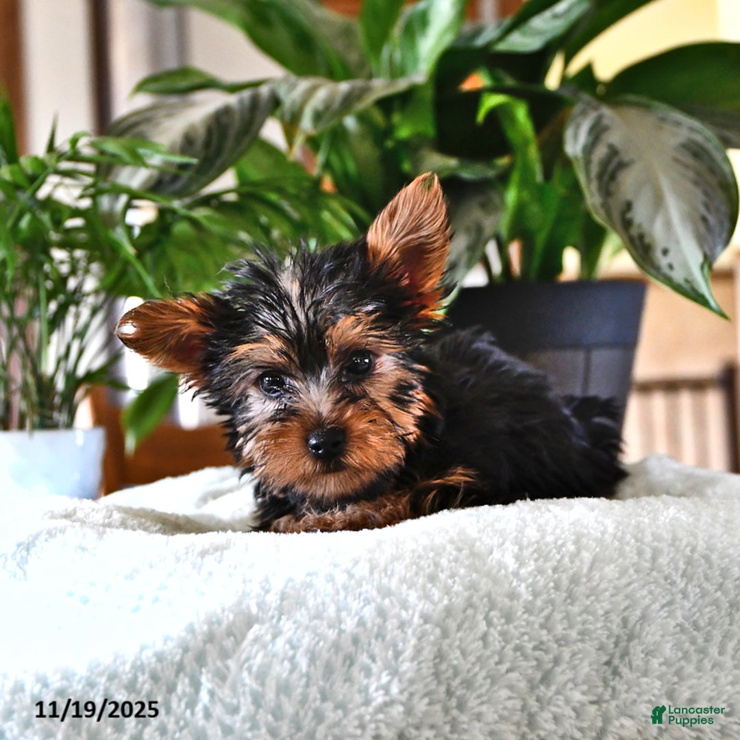 Yorkshire Terrier dogs for sale: Pepper - Ad 4