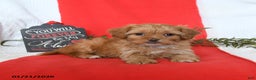 Shihpoo dogs for sale: Diamond - Ad 5