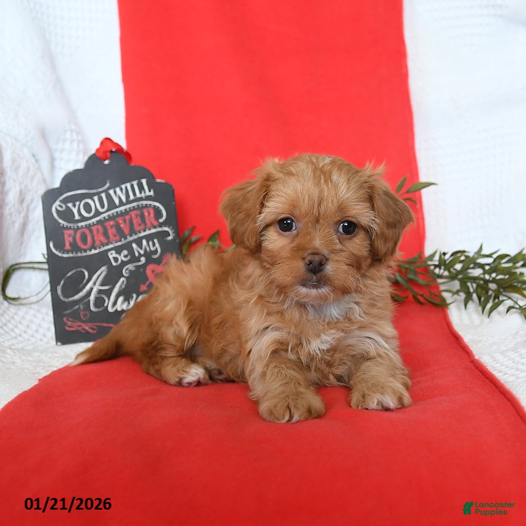 Shihpoo dogs for sale: Diamond - Ad 5