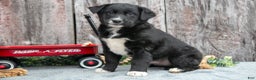 Mixed Breed dogs for sale: Chief - Ad 1