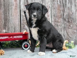 Mixed Breed dogs Chief - Ad 40