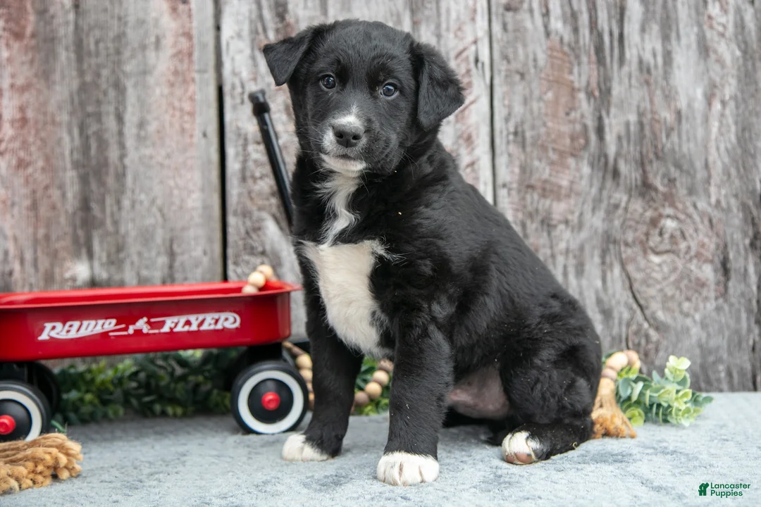 Mixed Breed dogs for sale: Chief - Ad 1