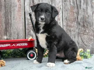 Mixed Breed dogs Chief - Ad 17