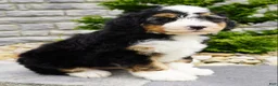 Mini Bernedoodle dogs for sale: Mini Bernedoodle Cooper  - Ad 3