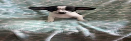 Chihuahua dogs for sale: Chihuahua Boy- Walter - Ad 5