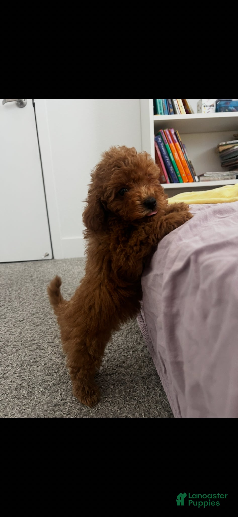 Toy Poodle dogs for sale: Toy Poodle Puppy 2 - Ad 5