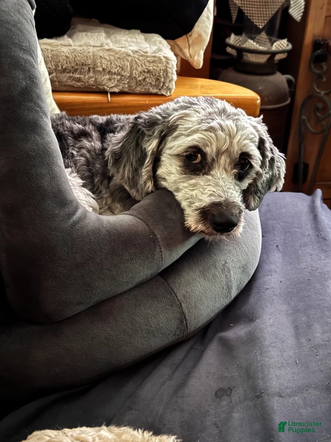 Cockapoo dogs for sale: Pink Girl - Ad 2