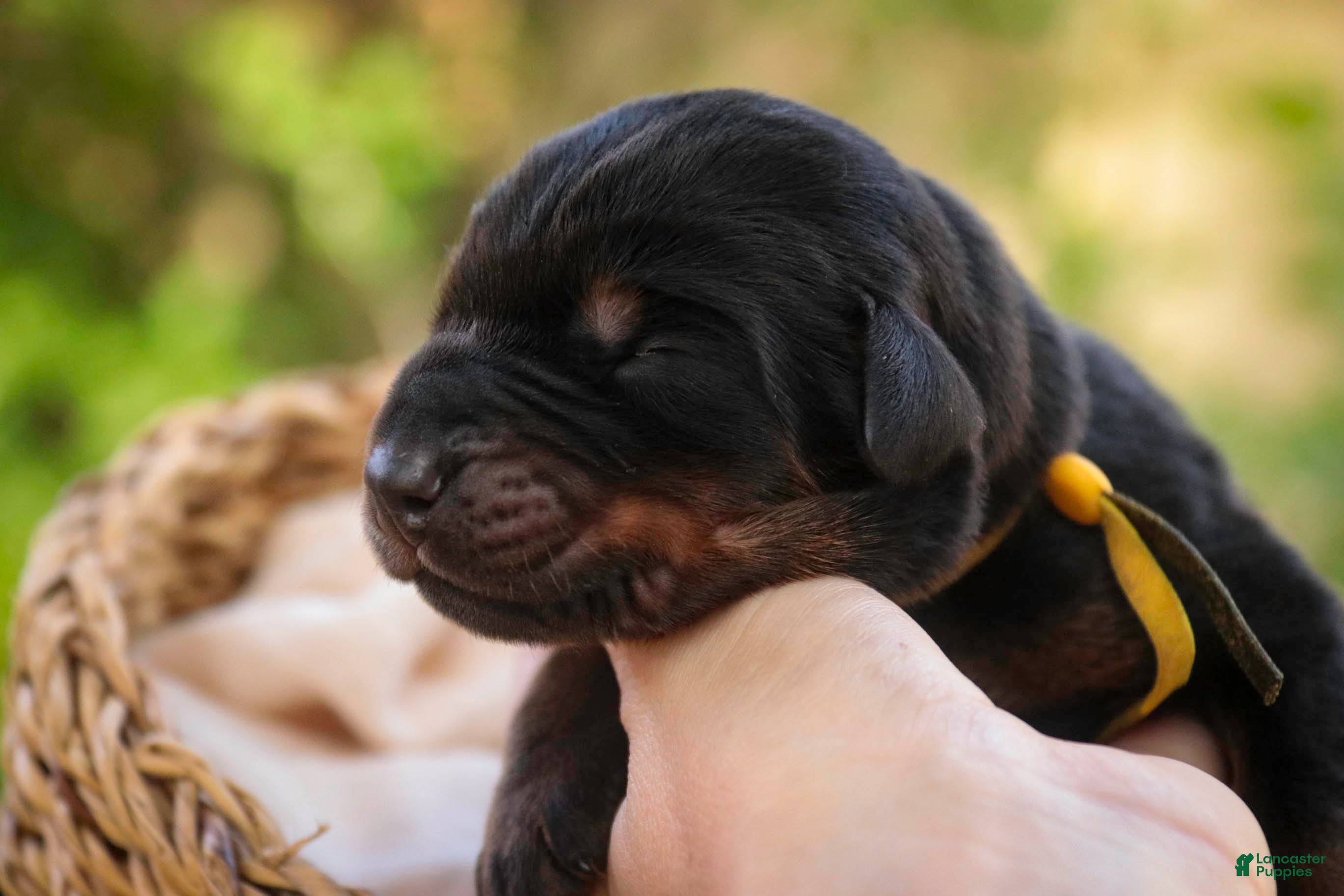 Doberman Pinscher dogs Leopold - Ad 2