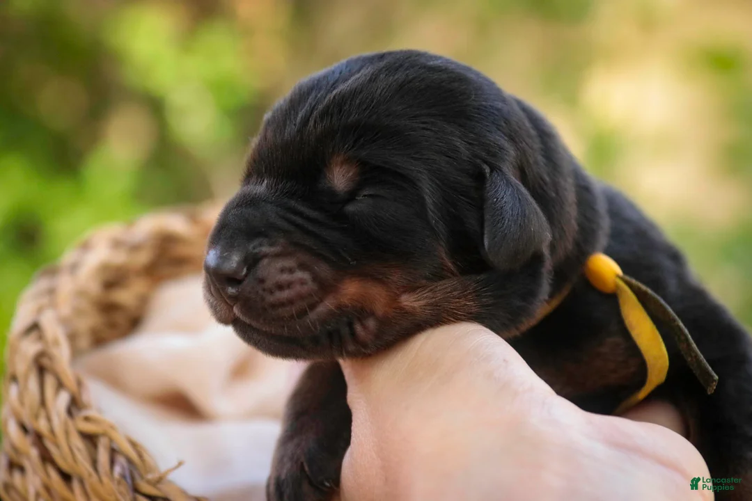 Doberman Pinscher dogs for sale: Leopold - Ad 2