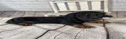 Miniature Dachshund dogs for sale: Brody - Ad 10