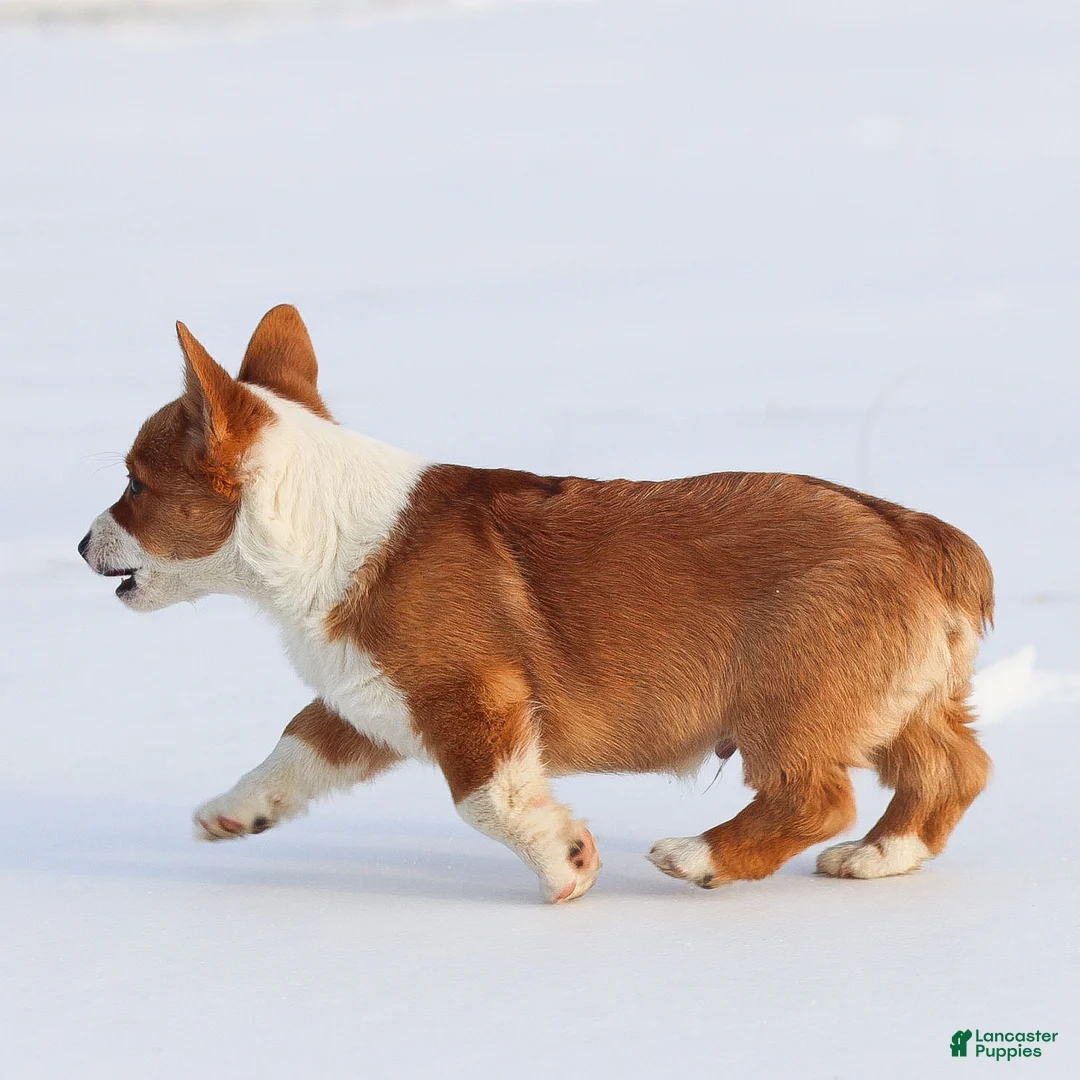 Welsh Corgi Pembroke dogs for sale: Kadin Welsh Corgi Pembroke - Ad 8