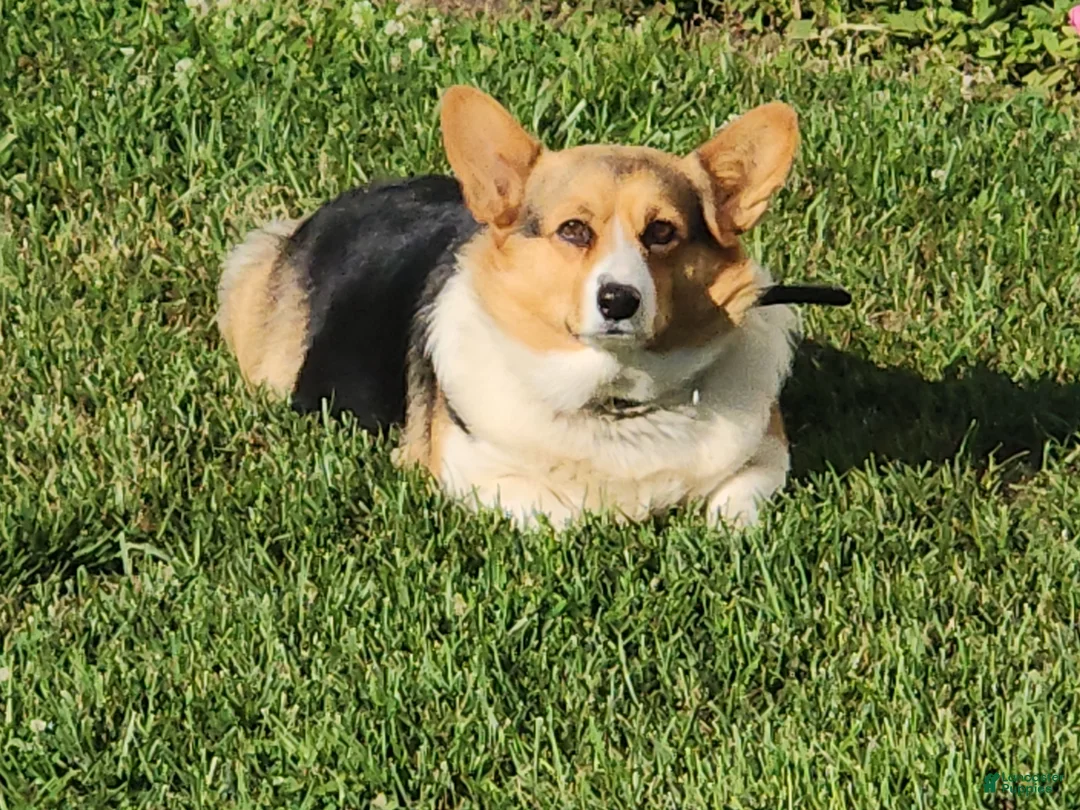 Welsh Corgi Pembroke dogs for sale: Welsh Corgi Pembroke Puppy 2 - Ad 5