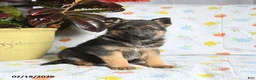 German Shepherd dogs for sale: Wilbur - Ad 3