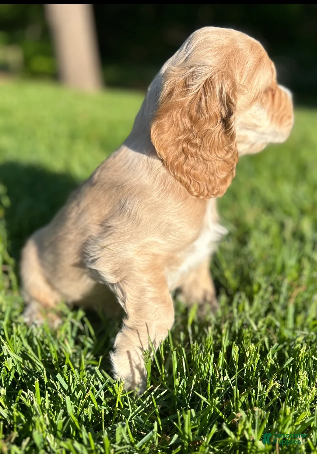 Cocker Spaniel dogs for sale: Gideon - Ad 2