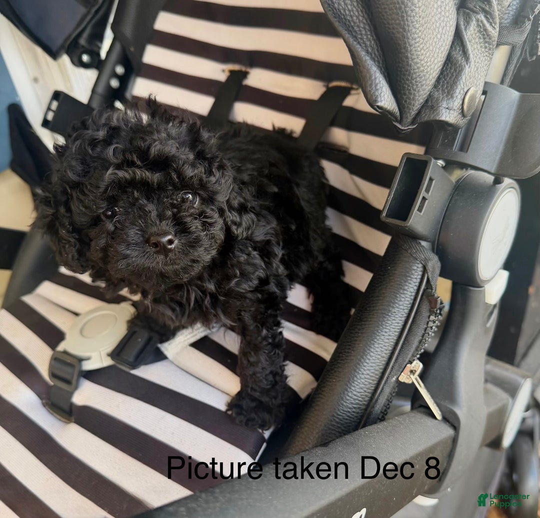 Toy Poodle dogs for sale: Toy Poodle Puppy 3 - Ad 3