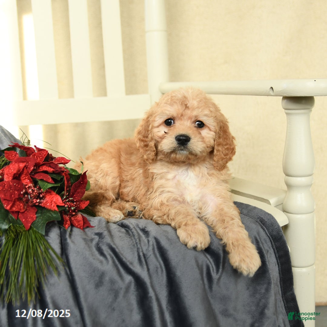Cavapoo dogs for sale: Lily - Ad 3