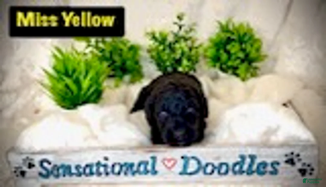 Goldendoodle dogs for sale: Miss Yellow - Ad 3