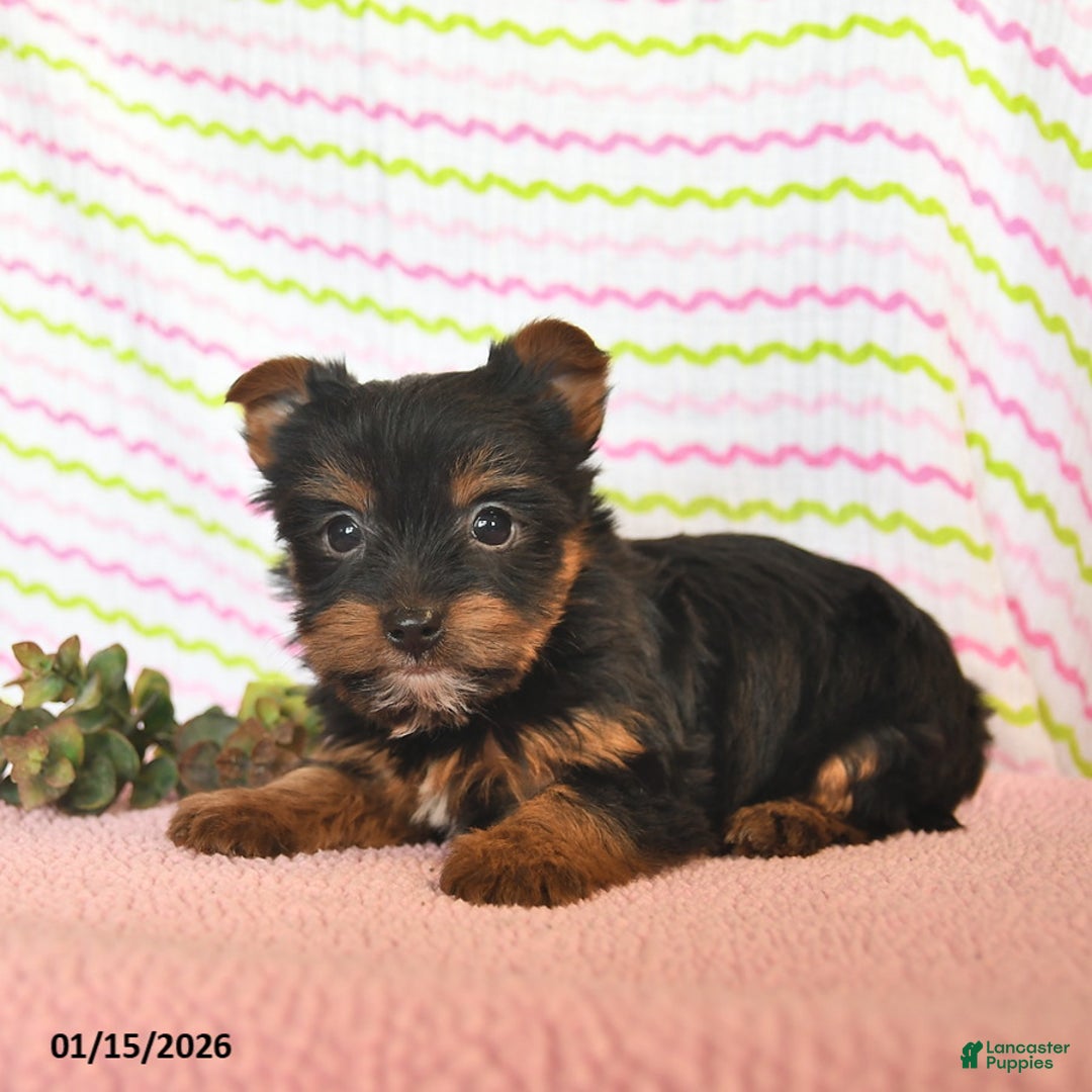 Yorkshire Terrier dogs for sale: Cassie   - Ad 4