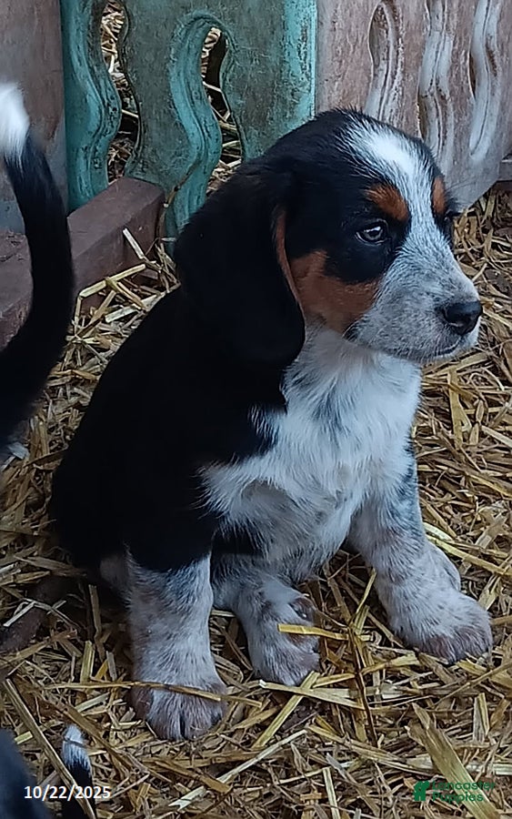 Mixed Breed dogs Louie - Ad 37