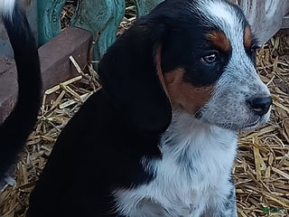 Mixed Breed dogs Louie - Ad 42