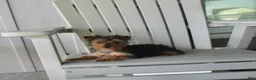 Yorkshire Terrier dogs for sale: Pluto - Ad 10