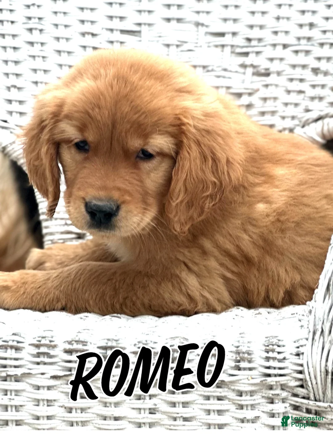 Golden Retriever dogs for sale: AKC Romeo - Ad 2