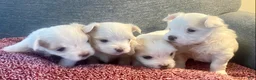 Maltese dogs for sale: Maltese Puppy 3 - Ad 3