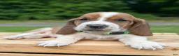 Basset Hound dogs for sale: Oliver - Ad 11