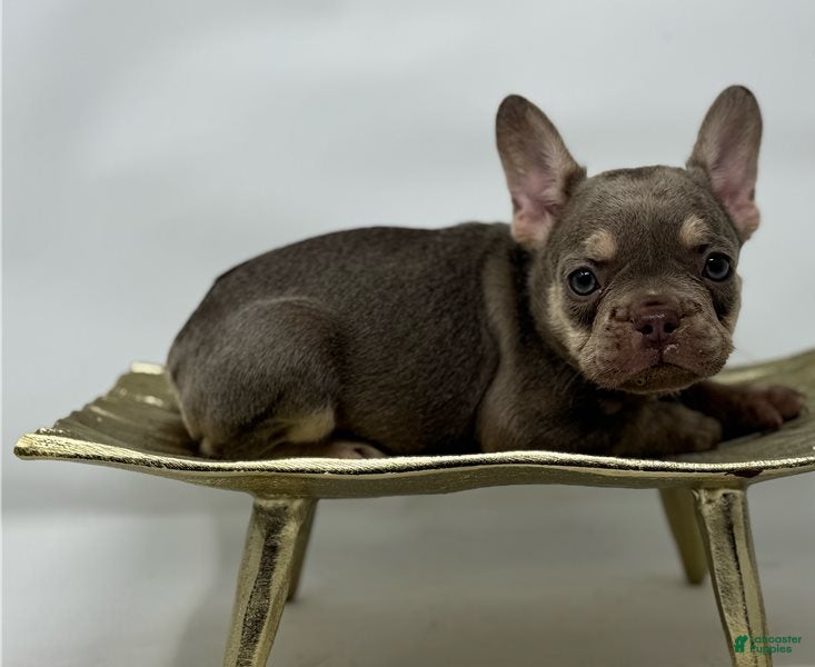 German Shepherd dogs Amelia - Ad 20