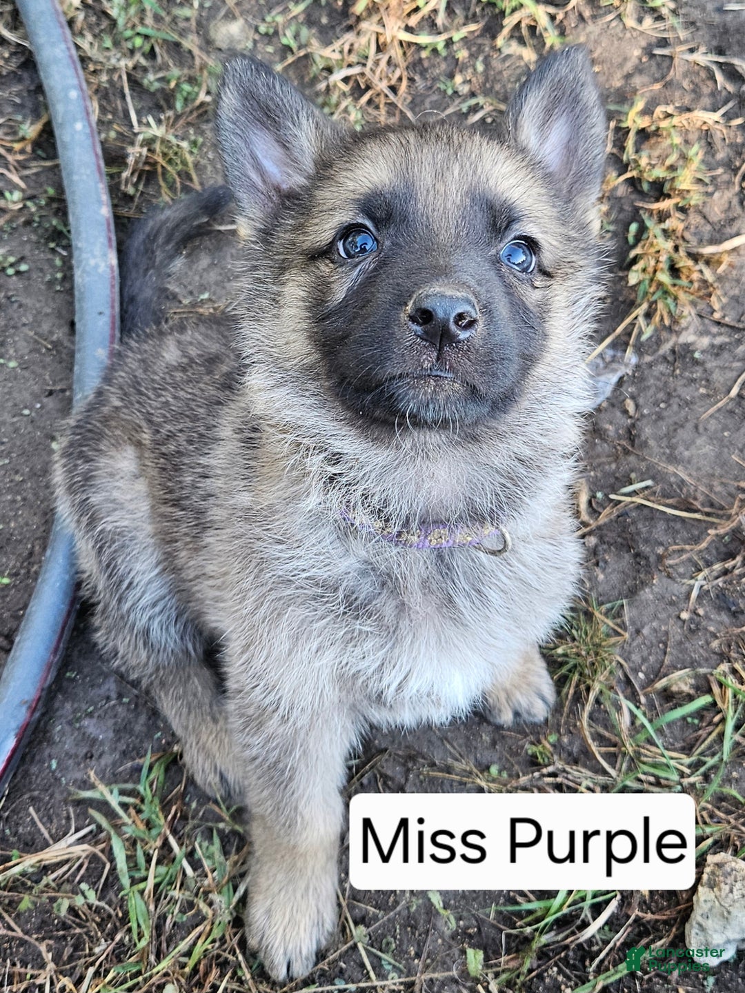 German Shepherd dogs for sale: German Shepherd Puppy 6 - Purple - Ad 1