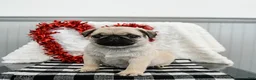 Pug dogs for sale: Peanut  - Ad 2
