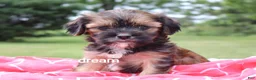 Mixed Breed dogs for sale: Jolie - Ad 5