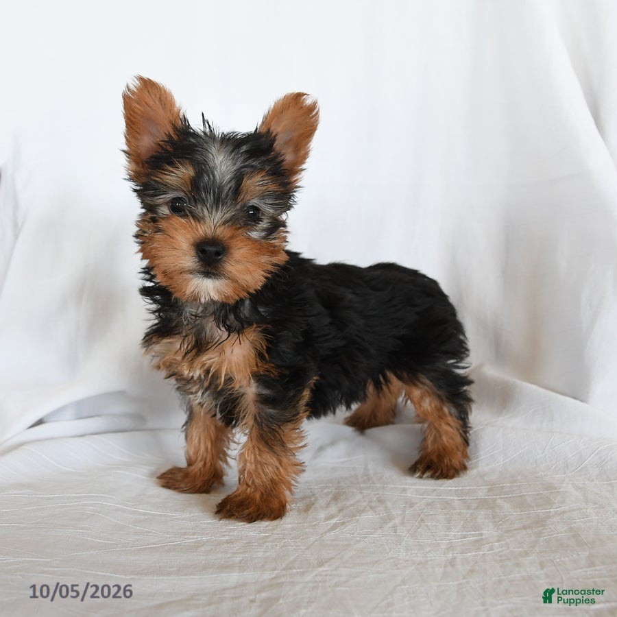 Yorkshire Terrier dogs for sale: Waldo - Ad 2