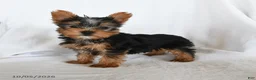 Yorkshire Terrier dogs for sale: Waldo - Ad 2