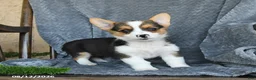 Welsh Corgi Pembroke dogs for sale: Fiona - Ad 5