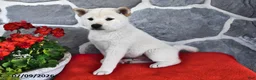 Shiba Inu dogs for sale: Oliver - Ad 4