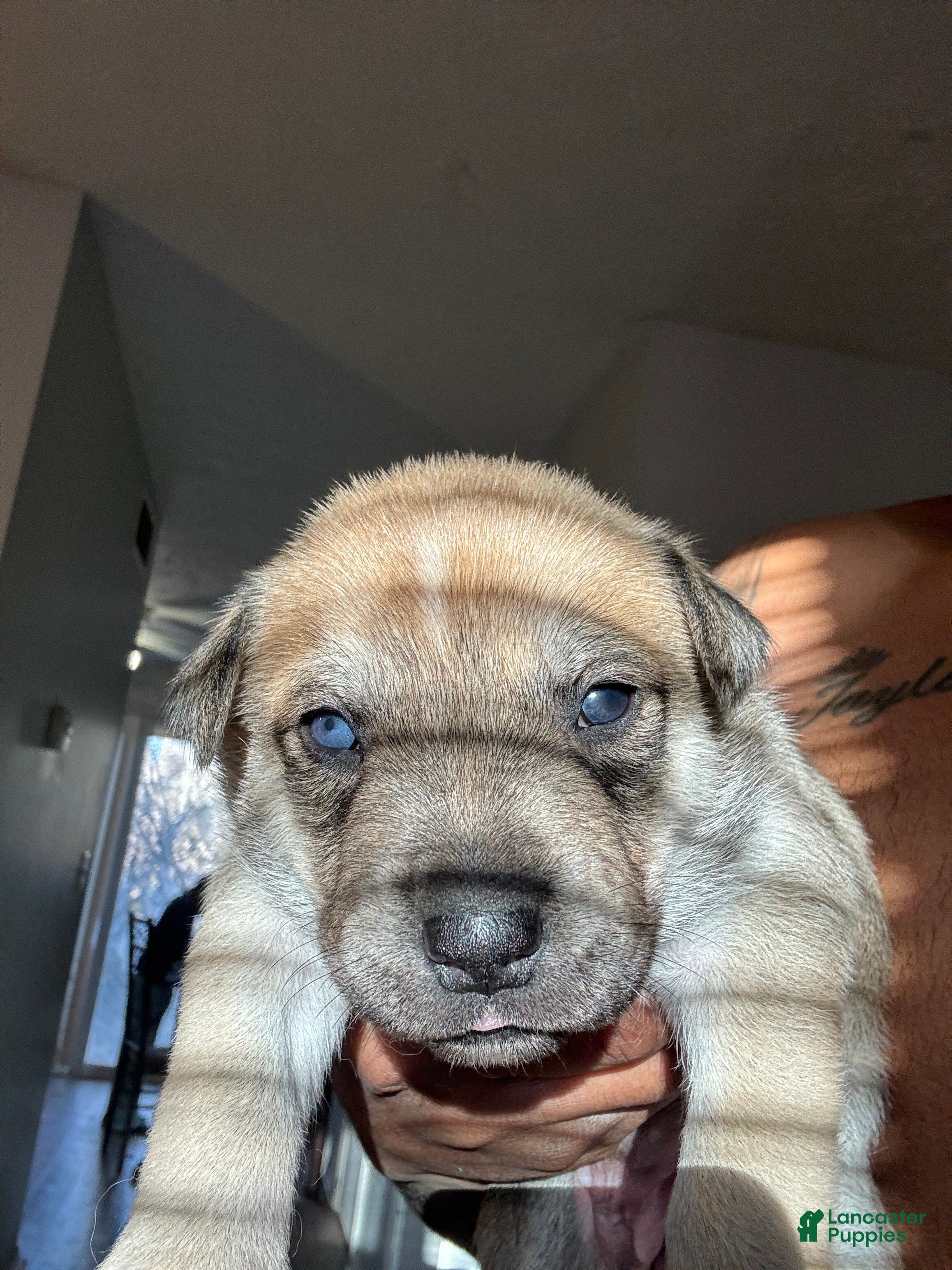 Mixed Breed dogs Mixed Breed Puppy 5 - Ad 6