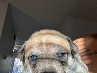 Mixed Breed dogs Mixed Breed Puppy 5 - Ad 5