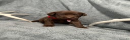 Labrador Retriever dogs for sale: Hershey - Ad 1