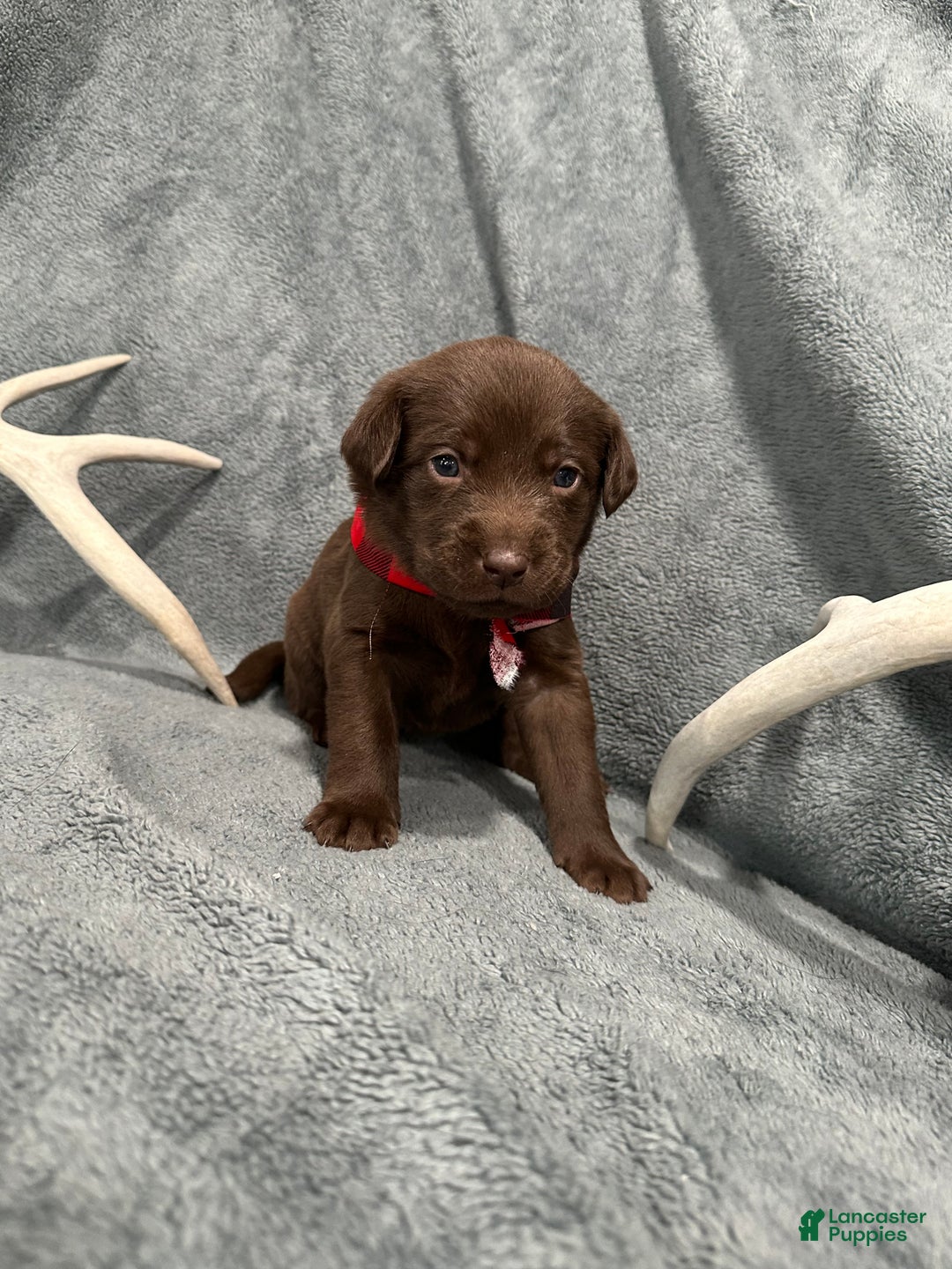 Labrador Retriever dogs for sale: Hershey - Ad 1
