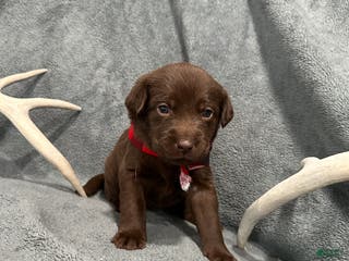 Labrador Retriever dogs Hershey - Ad 36