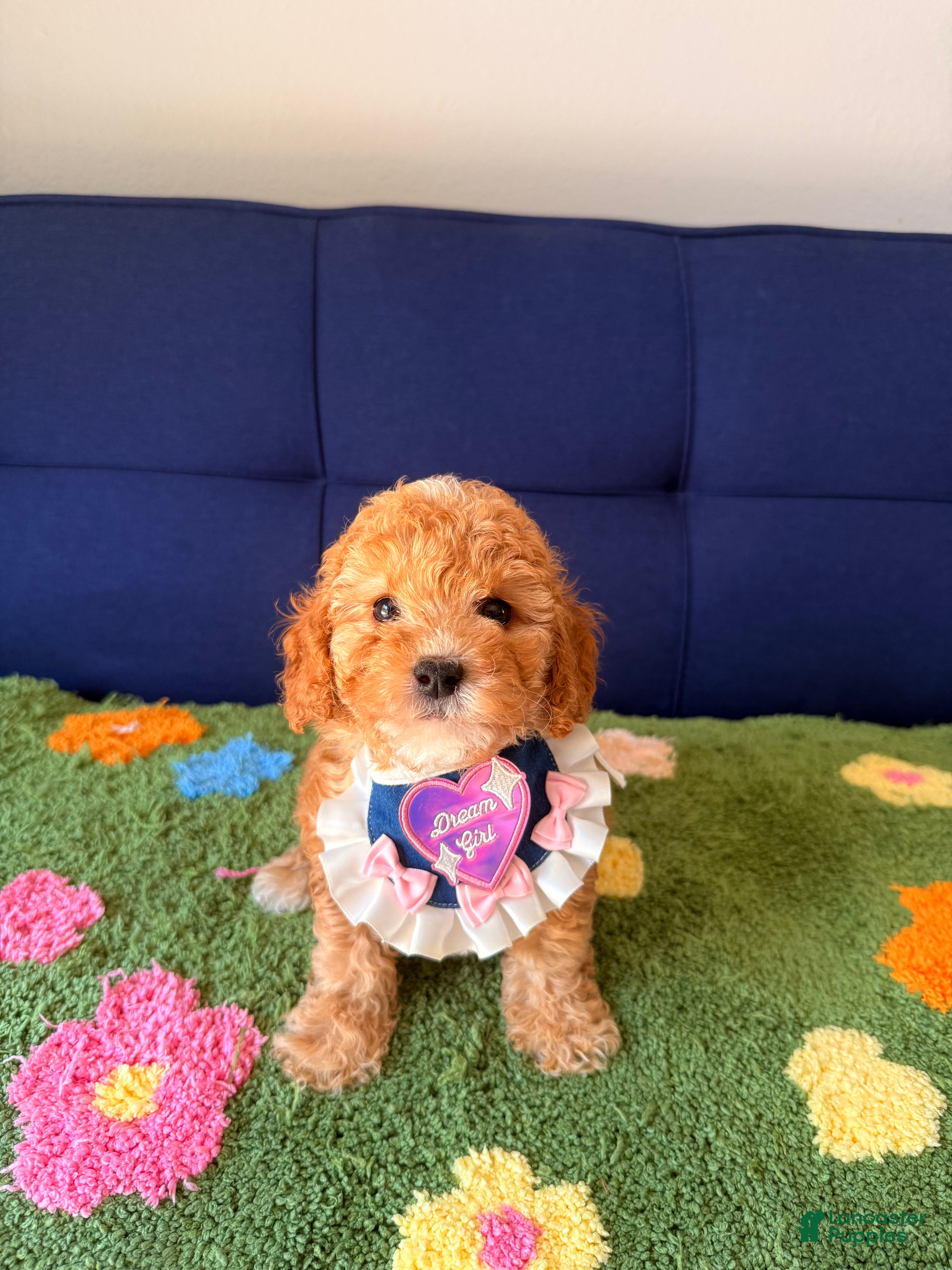 Mini Goldendoodle dogs molly - Ad 1