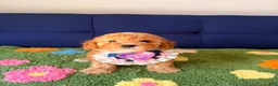 Mini Goldendoodle dogs for sale: molly - Ad 1