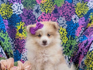 Pomeranian dogs - Ad 37