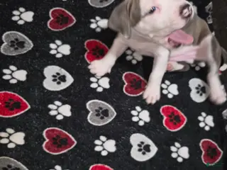 American Staffordshire Terrier dogs American Staffordshire Terrier Puppy 4 - Ad 16